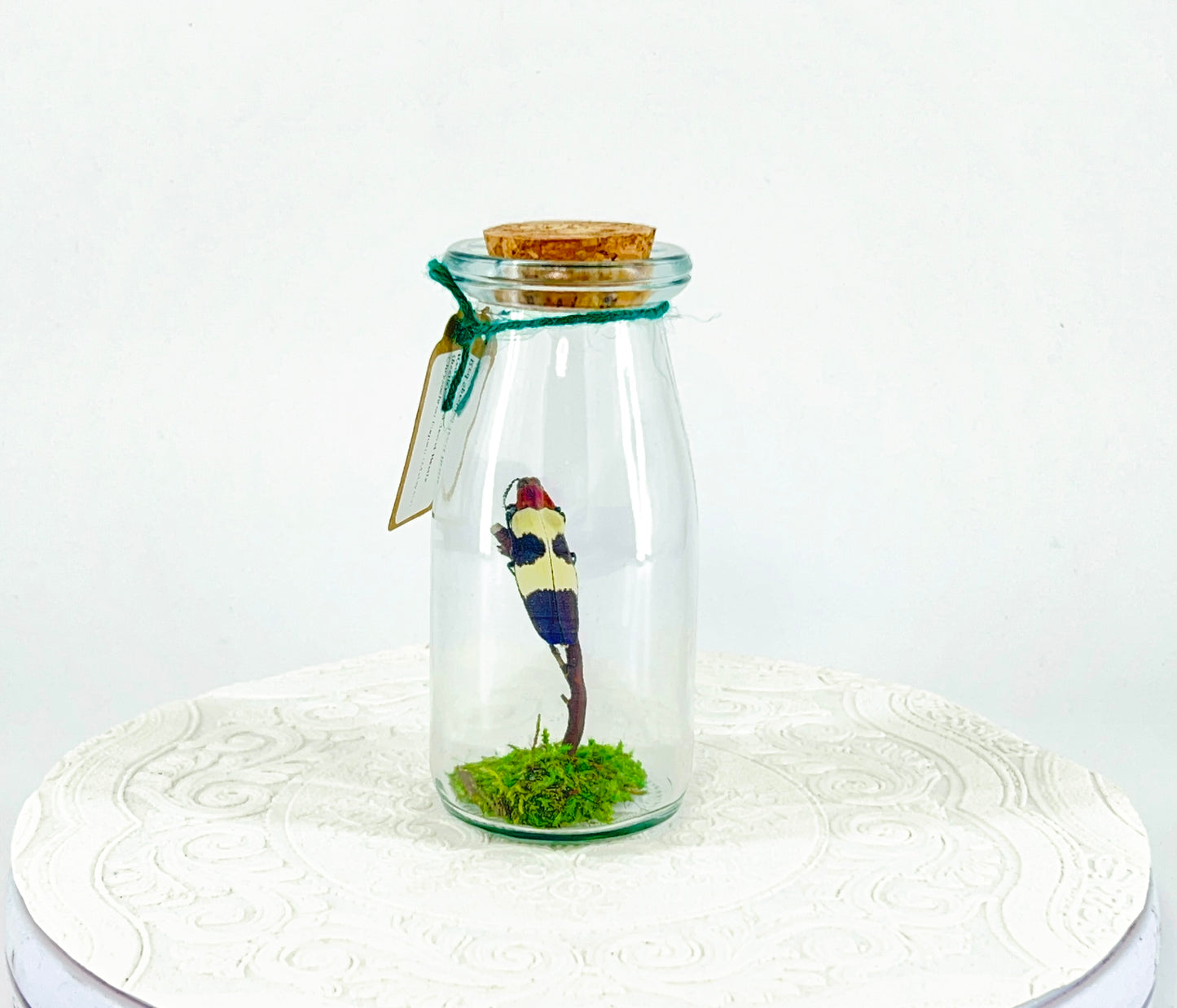 Accent Jar | Red Speckled Jewel Bettle | Red Yellow Blue | Tabletop Display