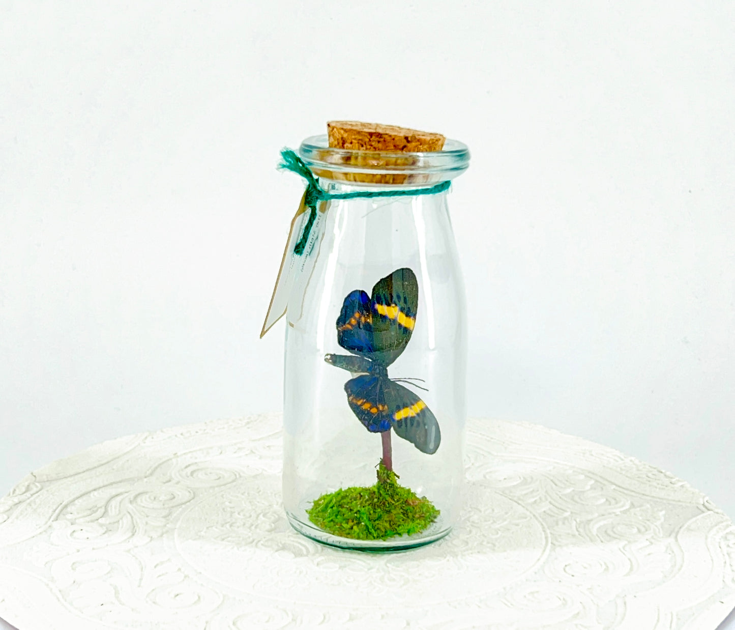Accent Jar | Day Moth | Green Black Yellow | Tabletop Display