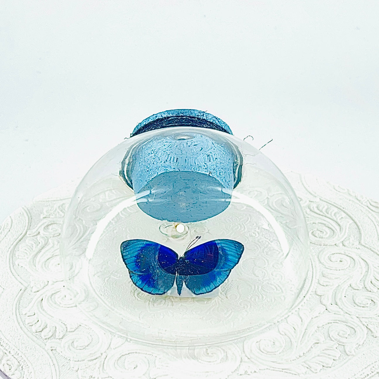 Droplet | Blue Glory Butterfly | Dark Blue Metallic Green | Tabletop or Wall Hanging Display