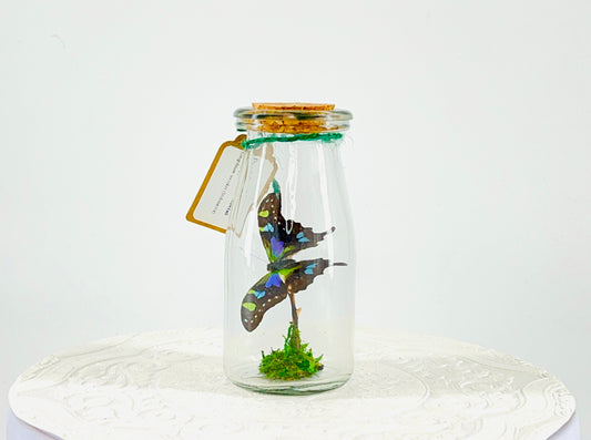 Accent | Centerpiece | Purple Spotted Swallowtail | Purple Green Blue Black | Flutter by Katie Butterfly Display | Handmade | Real Butterflies | Home Decor | Indonesia