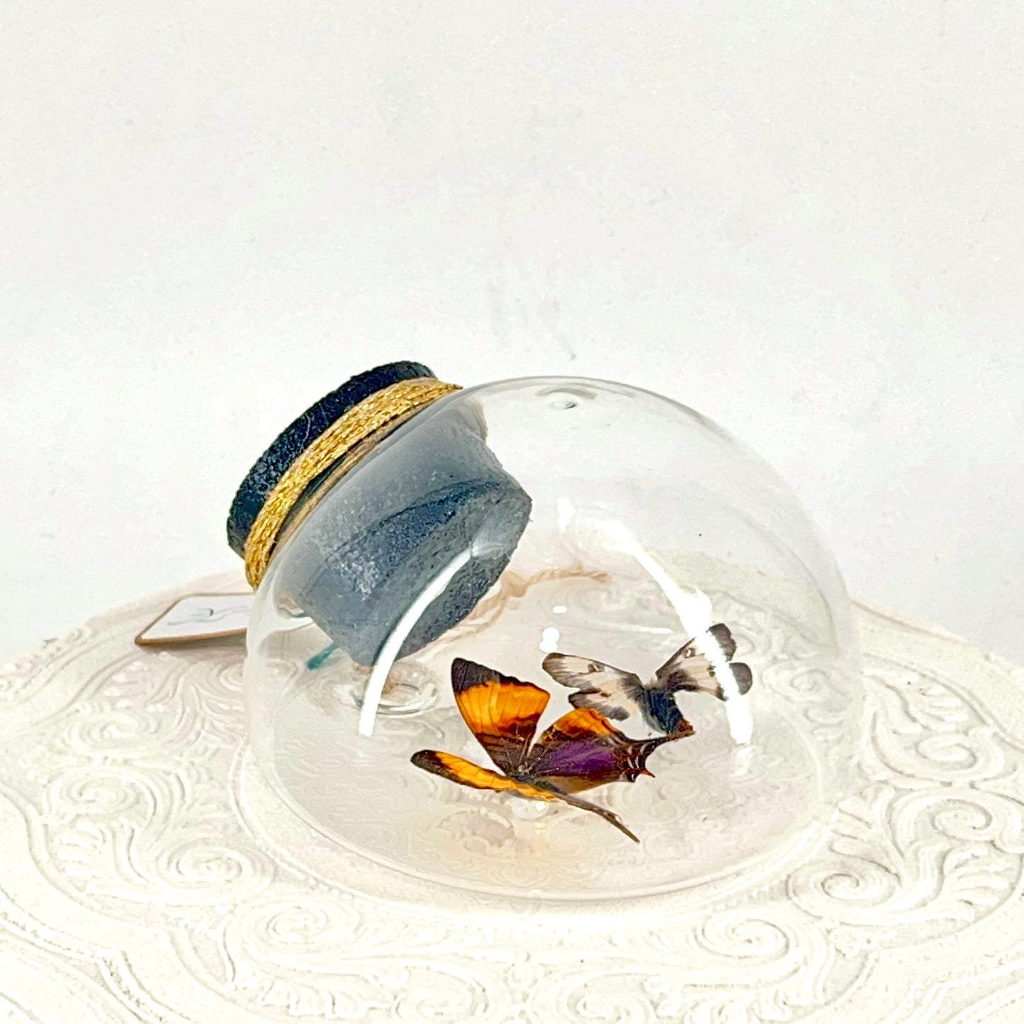 Droplet | Corinna Daggerwing & Tricolor Buckmoth | Butterfly | Moth | Orange Purple Brown White | Tabletop or Wall Hanging Display