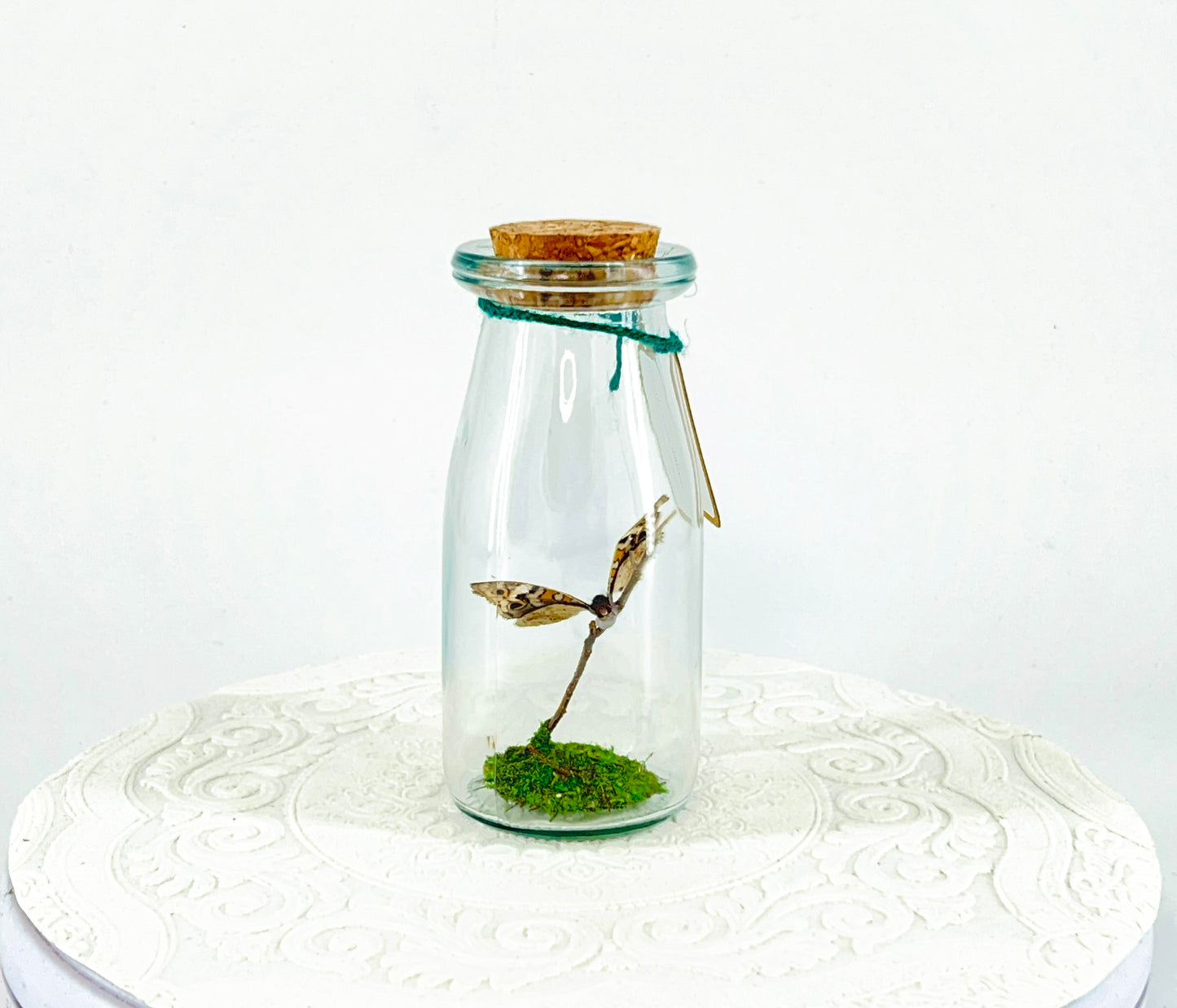 Accent  Jar | Blue Buckeye | Blue White Spotted | Tabletop Display