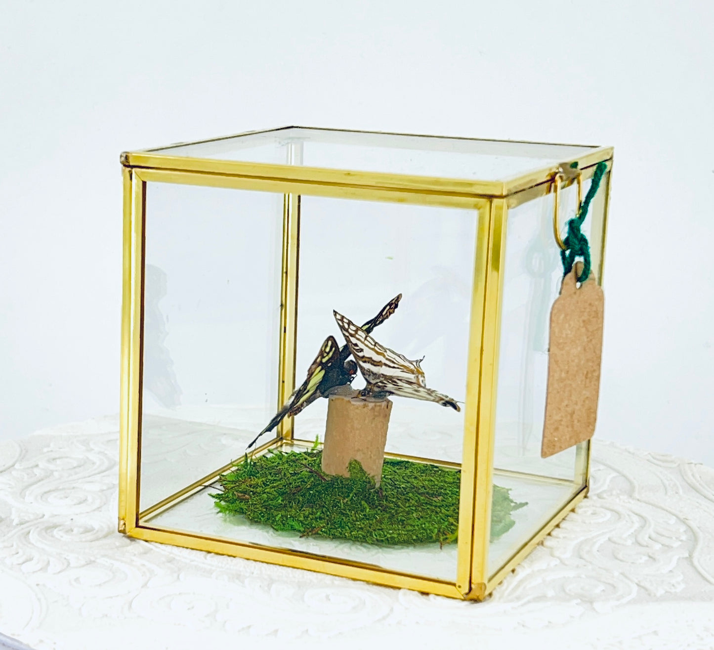 Cube | Electric Green Swallowtail & African Map Butterflies | Green Black White Brown | Tabletop Display
