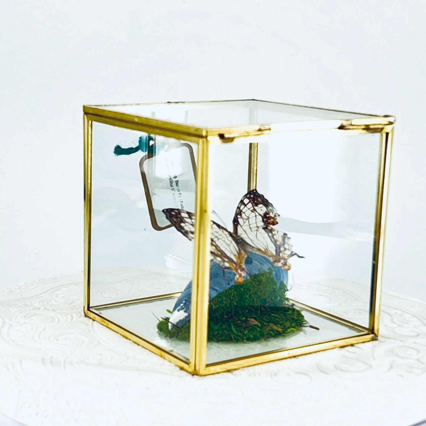 Cube | Asian Map Butterfly | White Brown | Tabletop Display