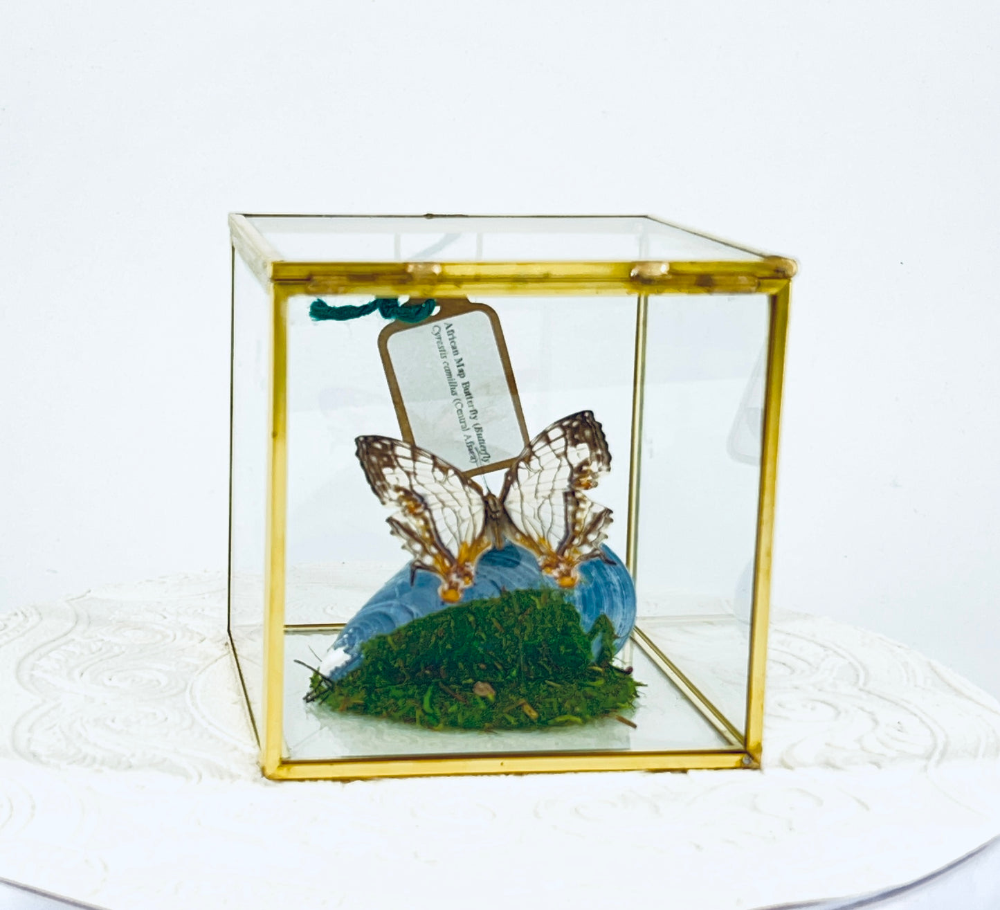 Cube | Asian Map Butterfly | White Brown | Tabletop Display