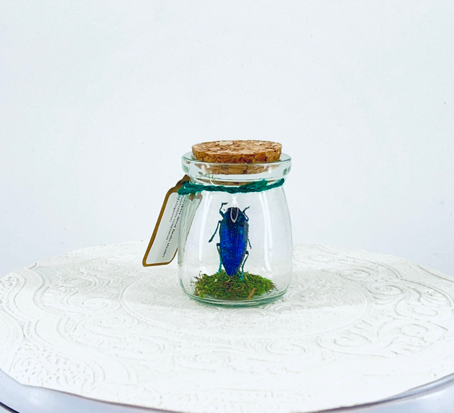 Mini Jar | Malagasy Jewel Bettle | Metallic Blue | Tabletop Display