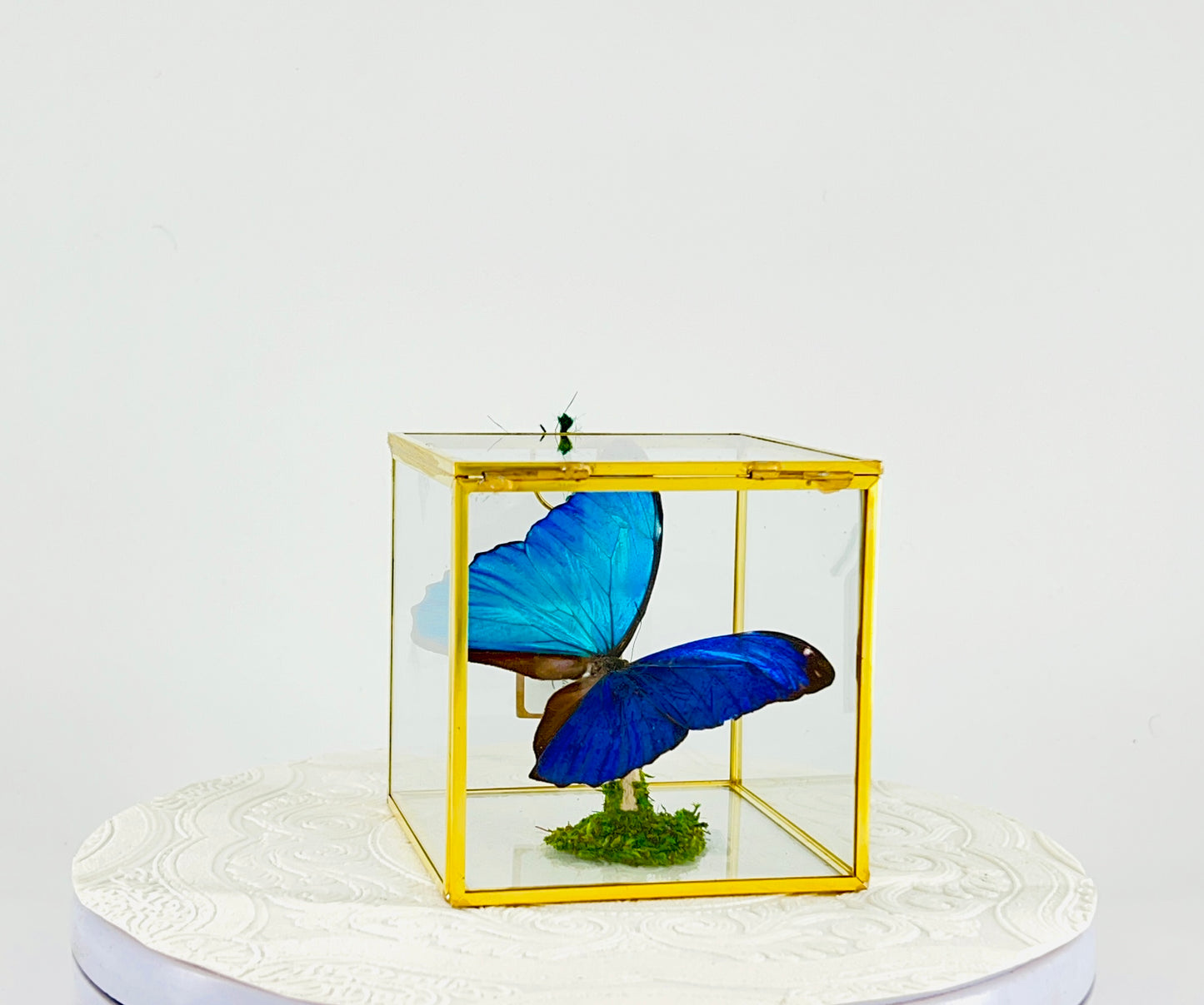 The Cube | Tabletop | Blue Morpho | Blue | Flutter by Katie Handmade Butterfly Sculpture Art | Home Decor | Guyana