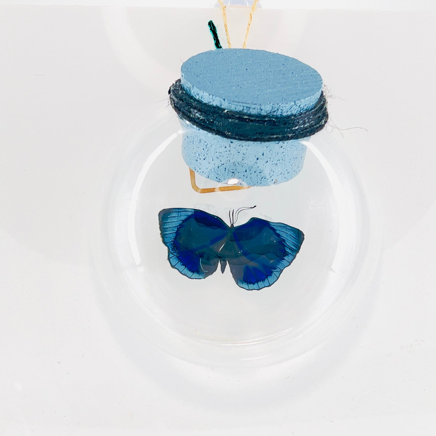 Droplet | Blue Glory Butterfly | Dark Blue Metallic Green | Tabletop or Wall Hanging Display