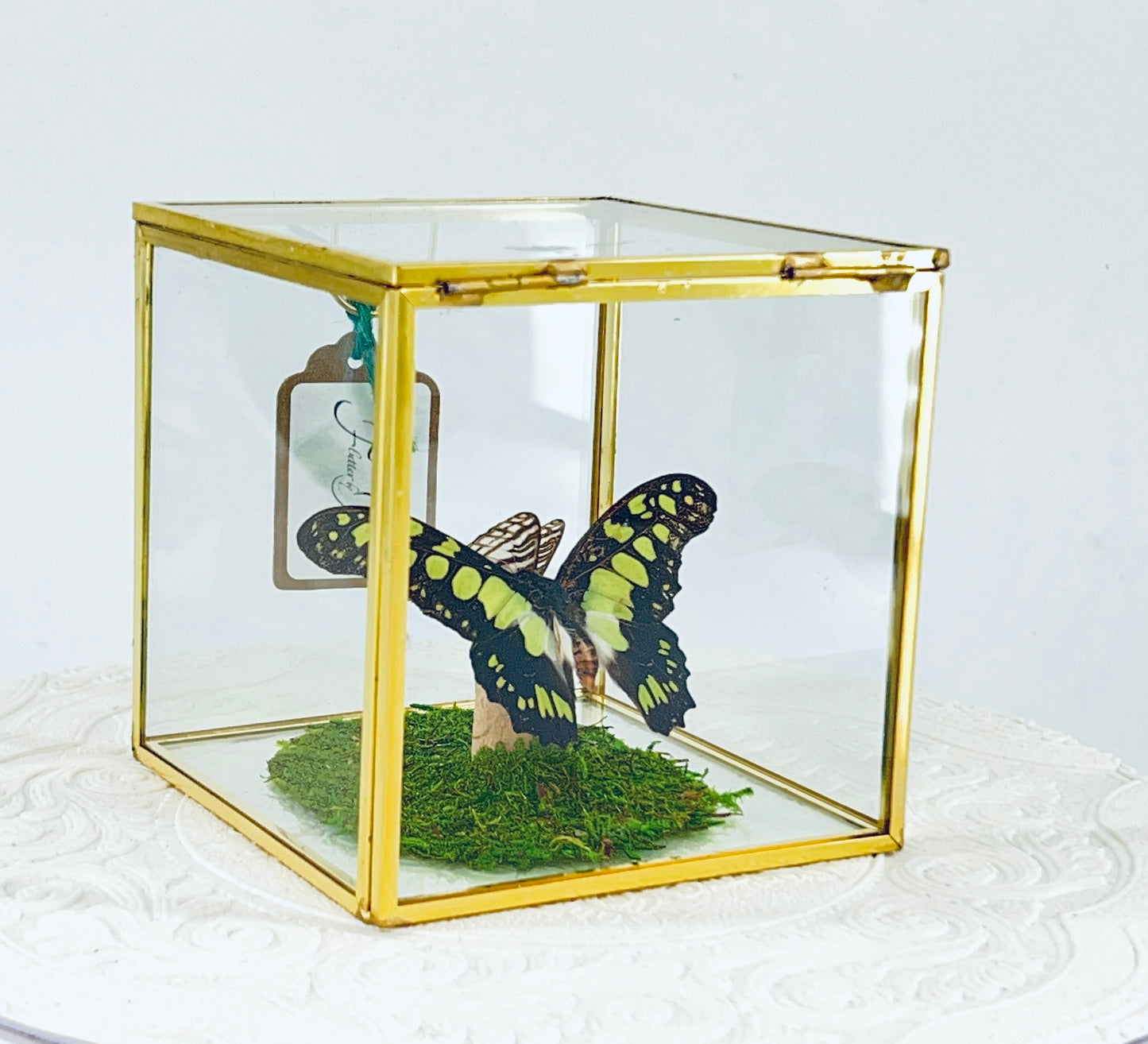 Cube | Electric Green Swallowtail & African Map Butterflies | Green Black White Brown | Tabletop Display