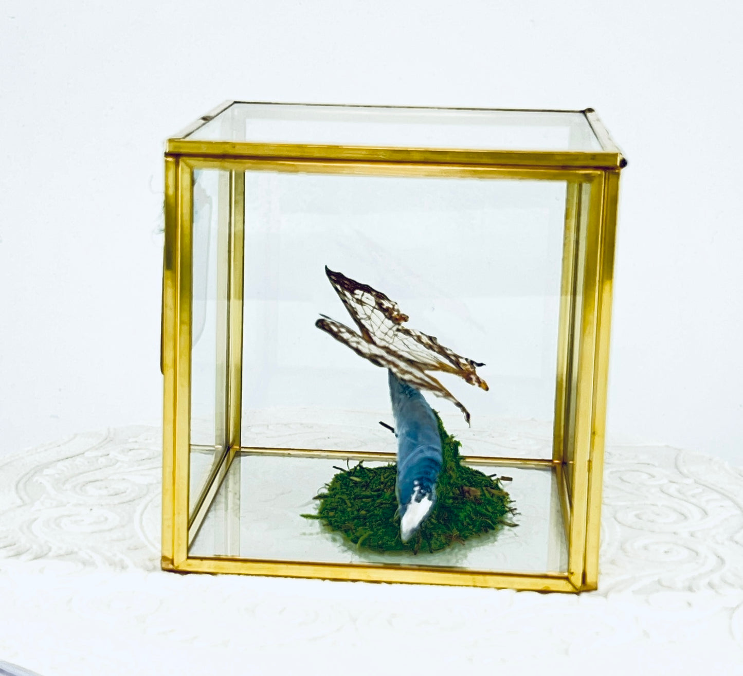 Cube | Asian Map Butterfly | White Brown | Tabletop Display