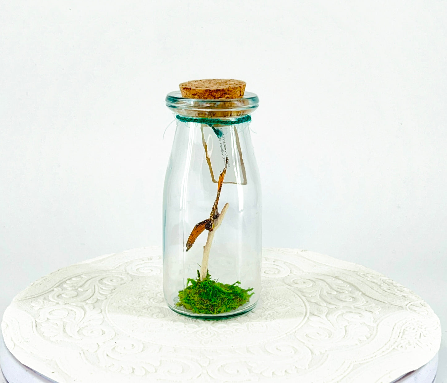 Accent Jar | Gulf Fritillary Butterfly | Metallic Silver Spots | Tabletop Display