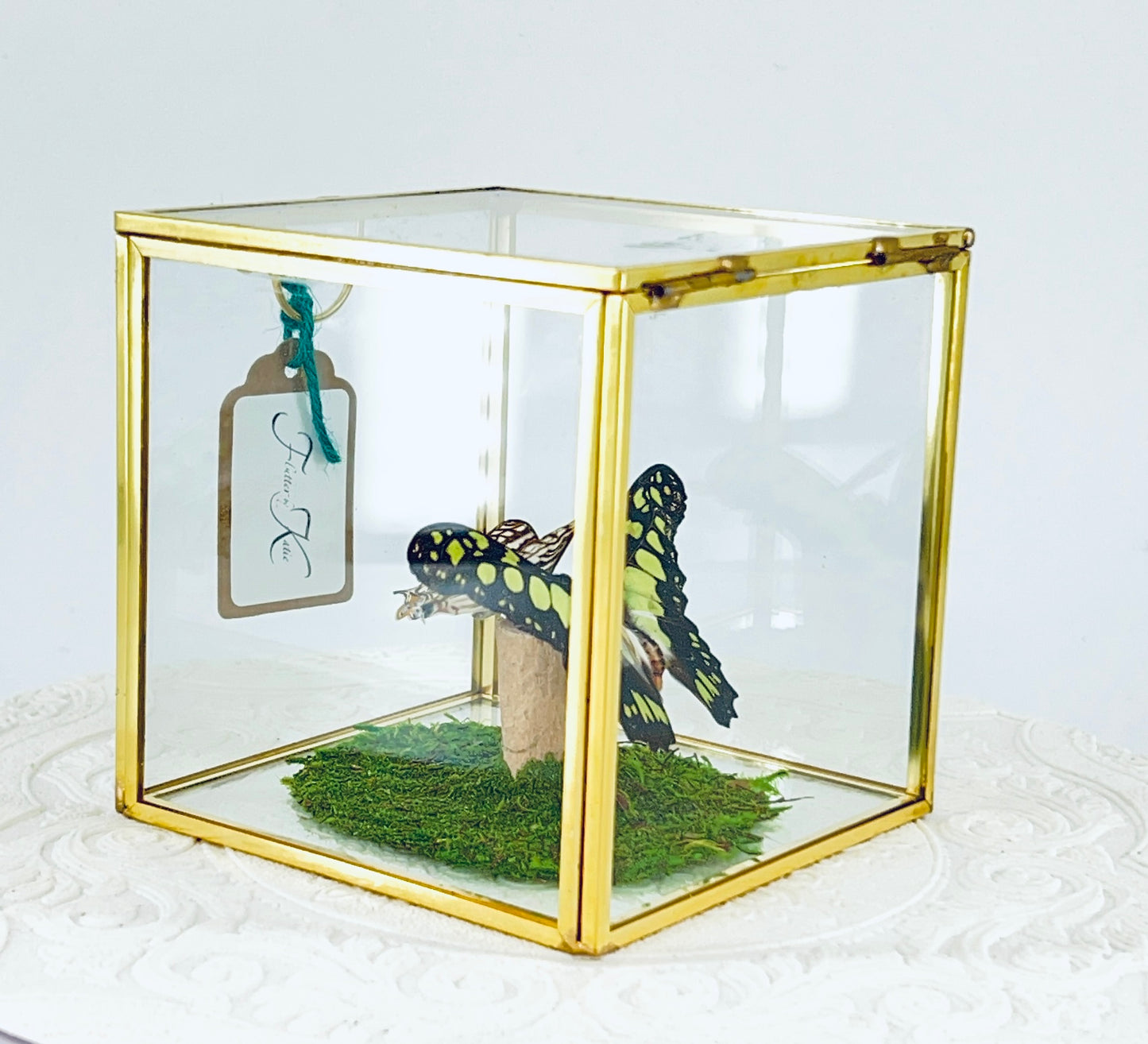 Cube | Electric Green Swallowtail & African Map Butterflies | Green Black White Brown | Tabletop Display