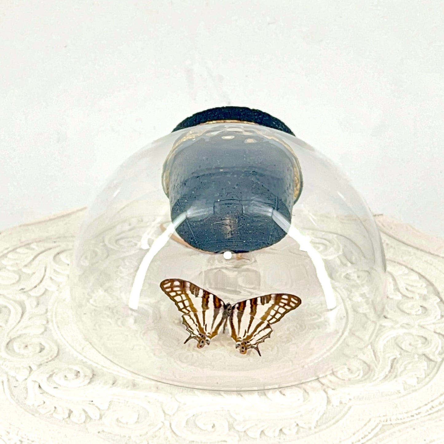 Droplet | African Map Butterly | Brown White Stripes | Tabletop or Wall Hanging Display