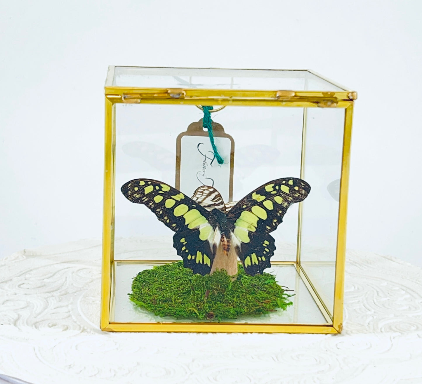 Cube | Electric Green Swallowtail & African Map Butterflies | Green Black White Brown | Tabletop Display