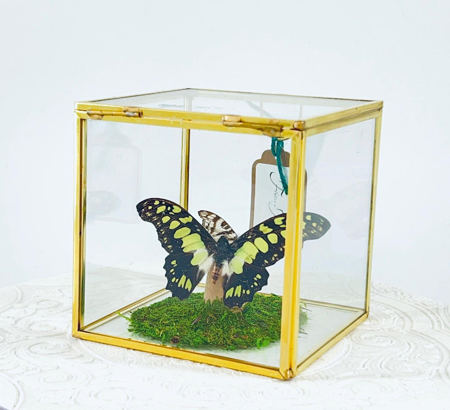 Cube | Electric Green Swallowtail & African Map Butterflies | Green Black White Brown | Tabletop Display