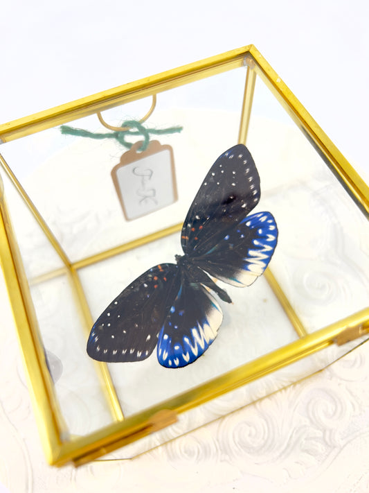 The Cube | Tabletop | Galaxy Moth | Centerpiece | Blue Black White | Flutter by Katie Handmade Butterfly Sculpture Art | Home Decor | Indonesia