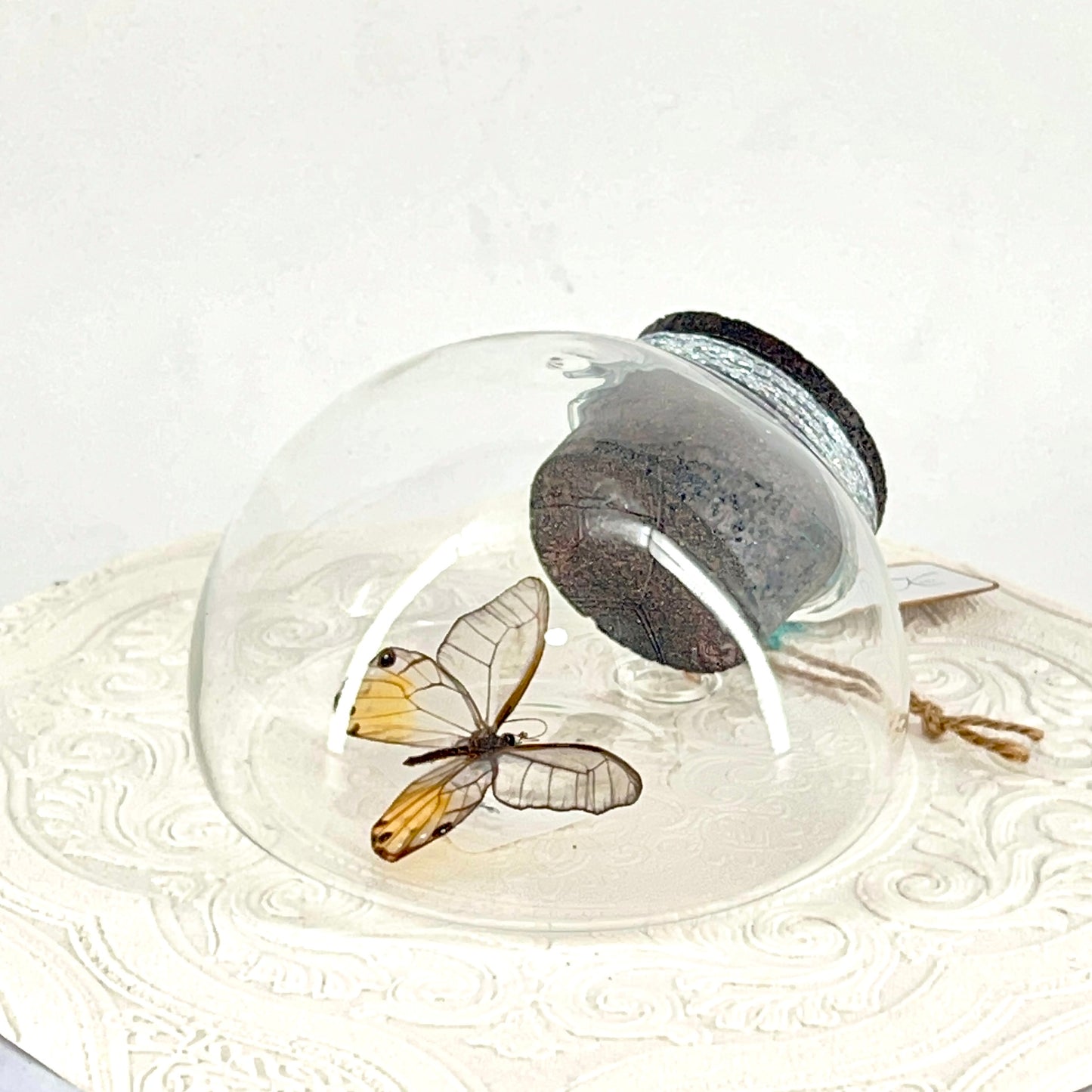 Droplet | Amber Phantom | Glasswing Butterfly | Rusty Orange | Translucent | Tabletop or Wall Hanging Display (Copy)