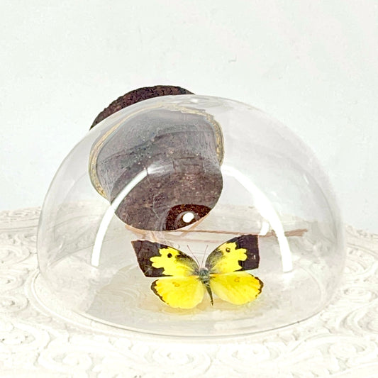 Droplet | California Dogface Butterfly | Yellow Black Orange Spots | Tabletop or Wall Hanging Display (Copy)