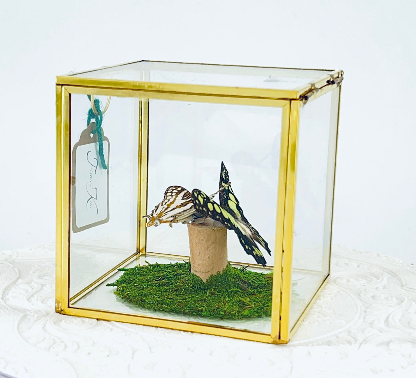 Cube | Electric Green Swallowtail & African Map Butterflies | Green Black White Brown | Tabletop Display