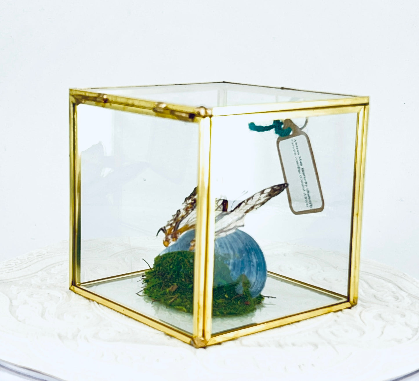 Cube | Asian Map Butterfly | White Brown | Tabletop Display