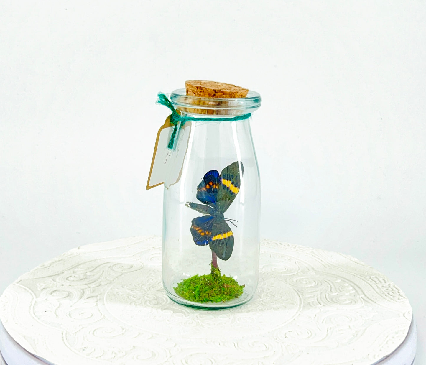 Accent Jar | Day Moth | Green Black Yellow | Tabletop Display