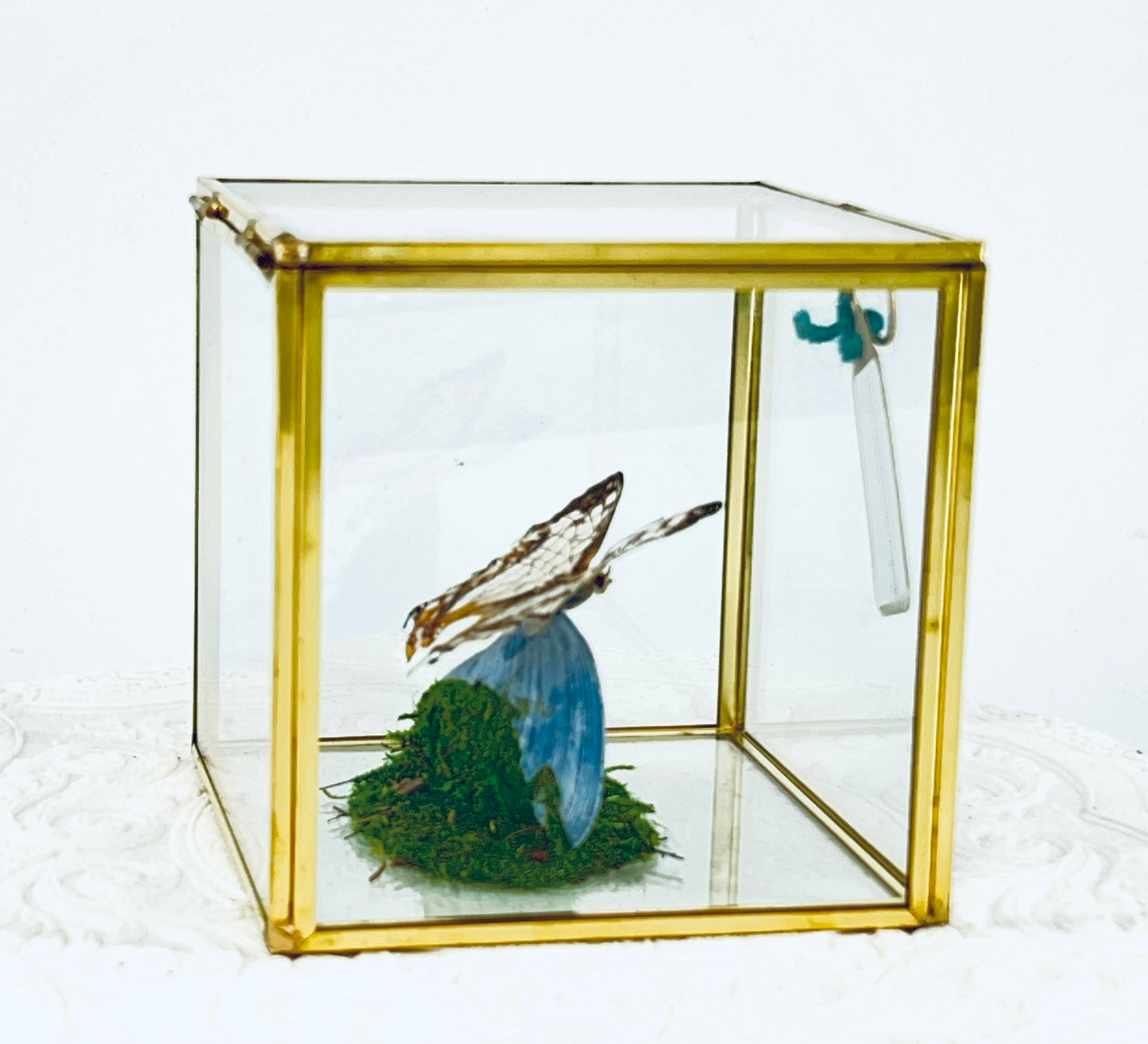 Cube | Asian Map Butterfly | White Brown | Tabletop Display