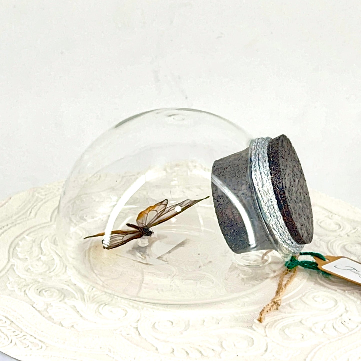 Droplet | Amber Phantom | Glasswing Butterfly | Rusty Orange | Translucent | Tabletop or Wall Hanging Display (Copy)