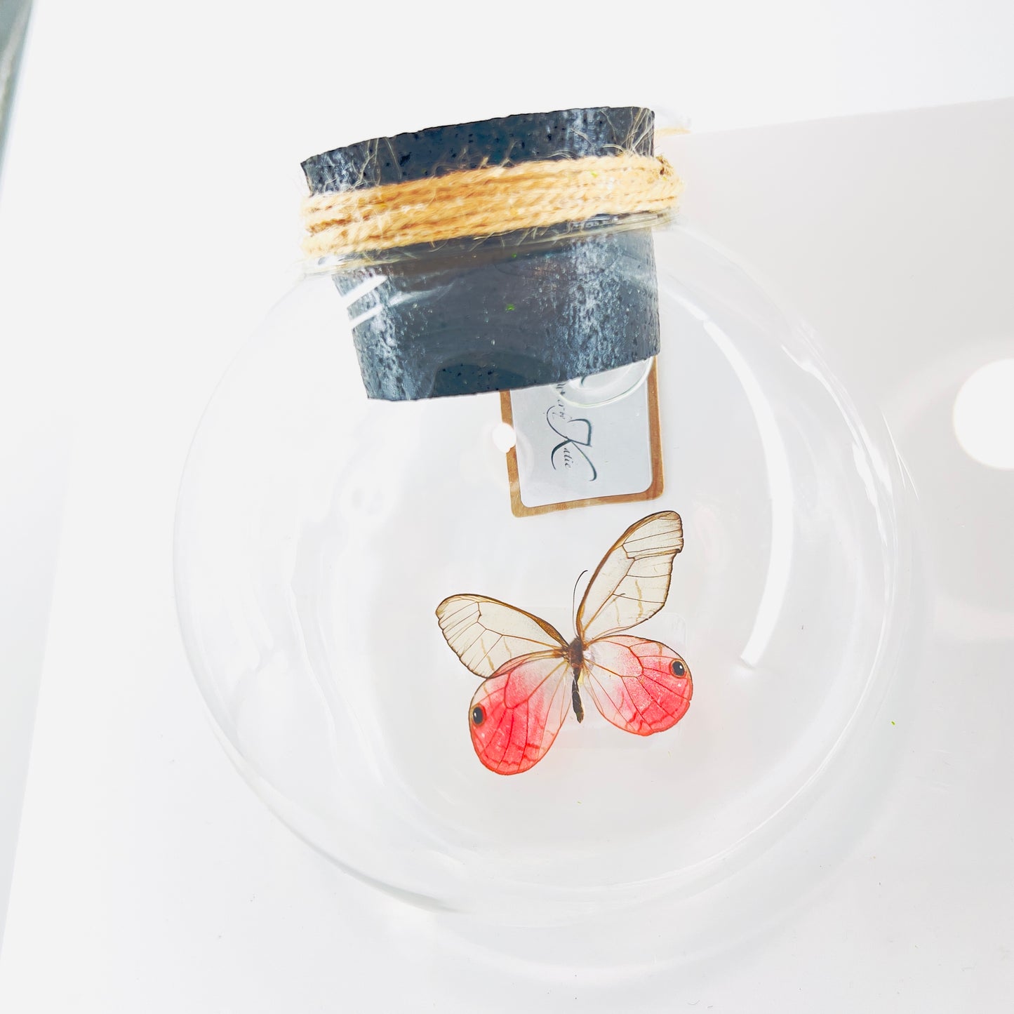 Droplet | Pink Glasswing | Pink Translucent | Tabletop or Wall Hanging Display