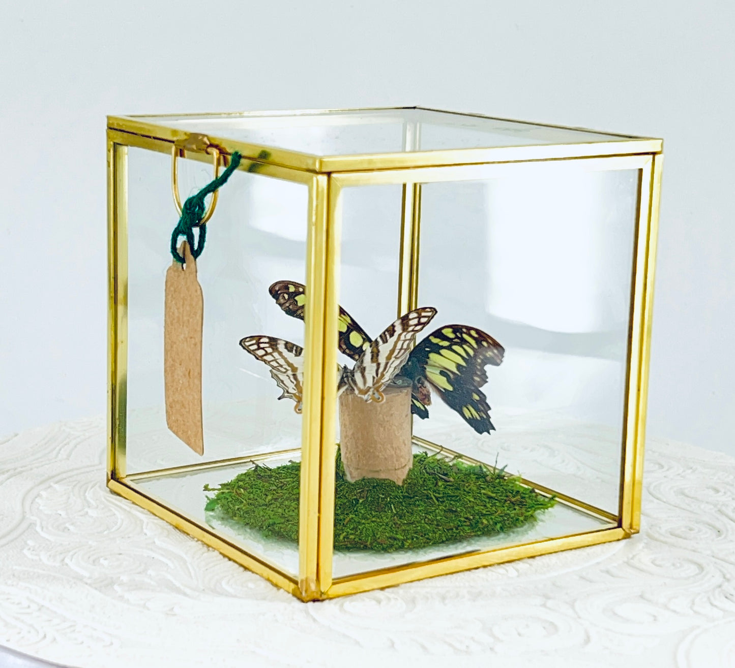 Cube | Electric Green Swallowtail & African Map Butterflies | Green Black White Brown | Tabletop Display