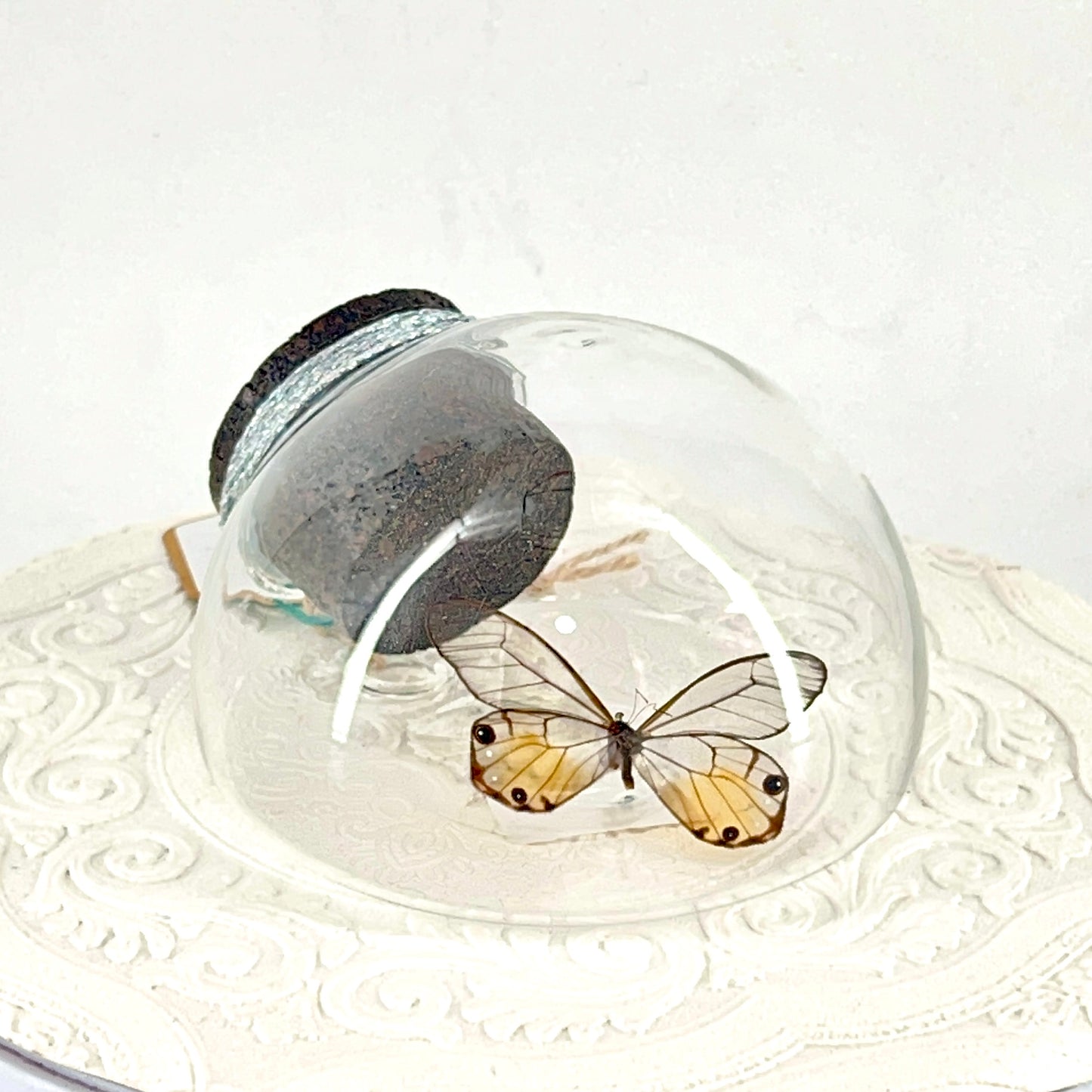 Droplet | Amber Phantom | Glasswing Butterfly | Rusty Orange | Translucent | Tabletop or Wall Hanging Display (Copy)