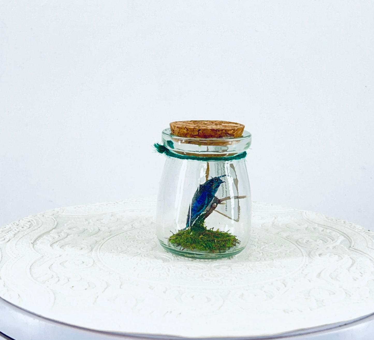 Mini Jar | Malagasy Jewel Bettle | Metallic Blue | Tabletop Display