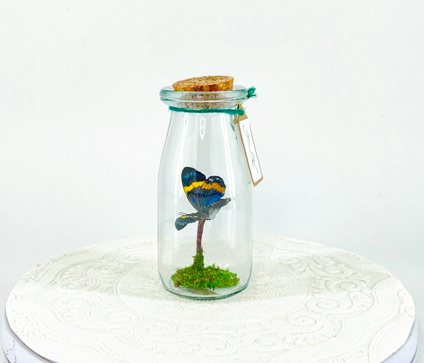 Accent Jar | Day Moth | Green Black Yellow | Tabletop Display