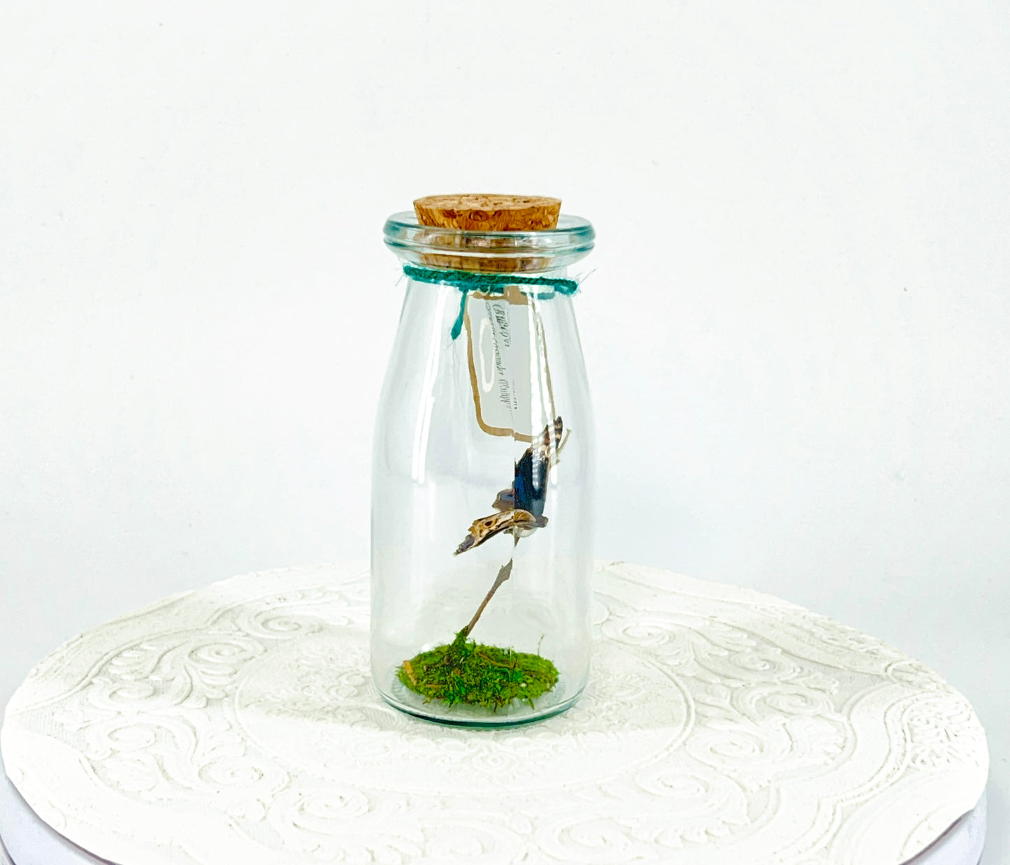 Accent  Jar | Blue Buckeye | Blue White Spotted | Tabletop Display