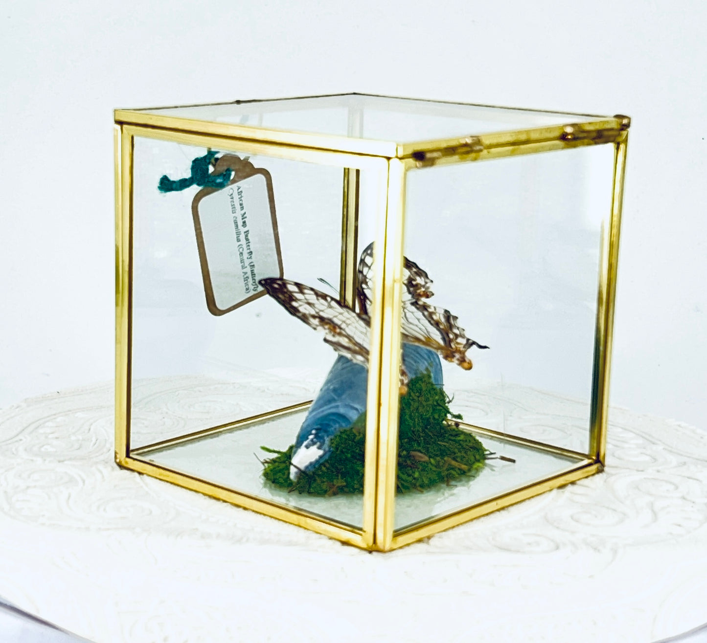 Cube | Asian Map Butterfly | White Brown | Tabletop Display