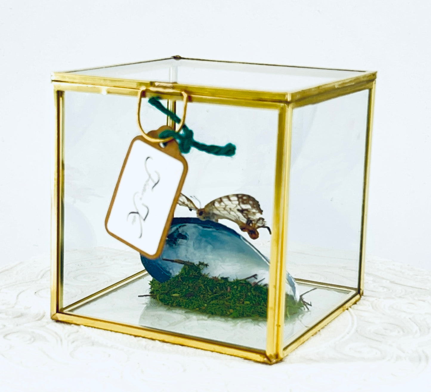 Cube | Asian Map Butterfly | White Brown | Tabletop Display