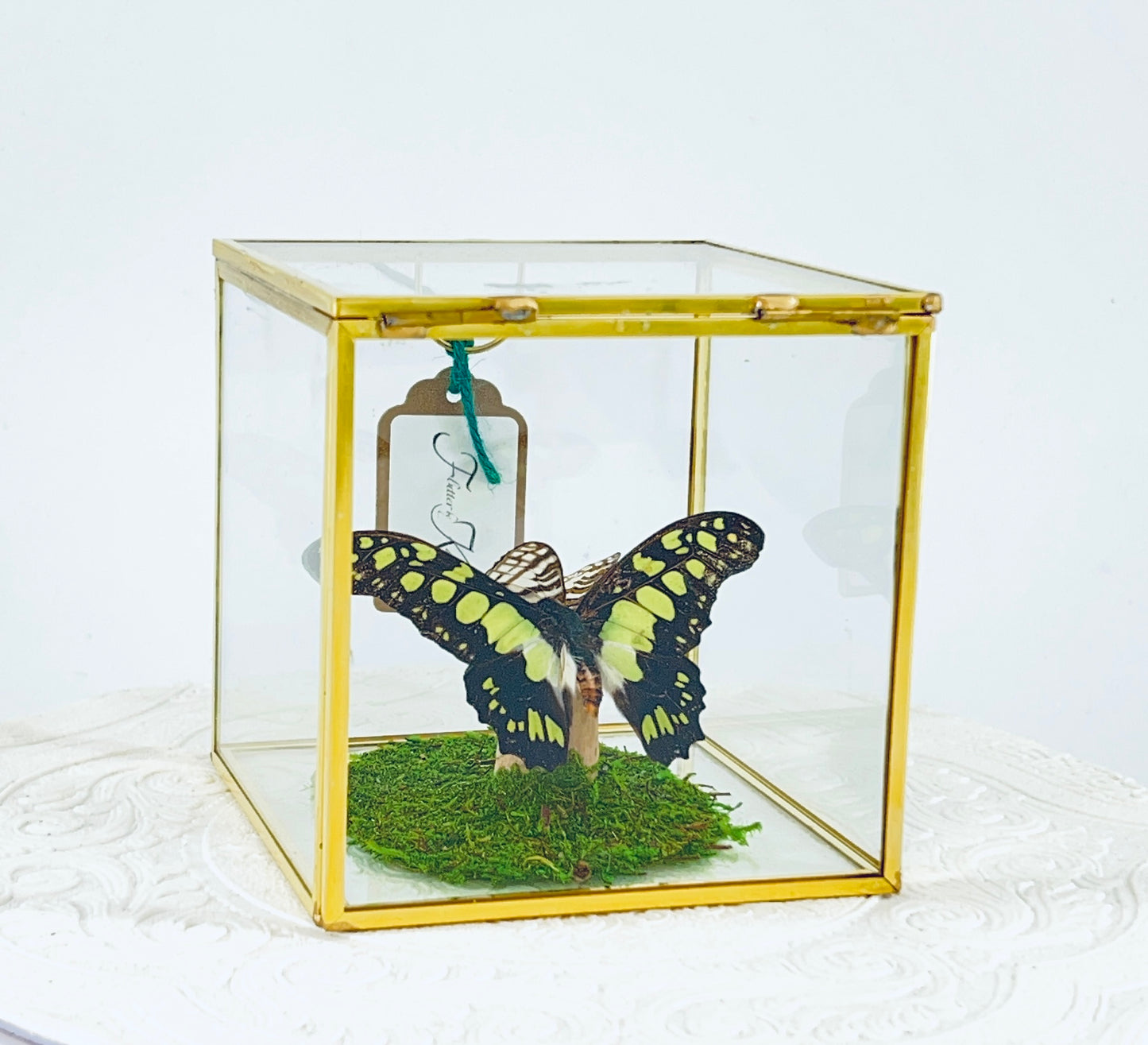 Cube | Electric Green Swallowtail & African Map Butterflies | Green Black White Brown | Tabletop Display