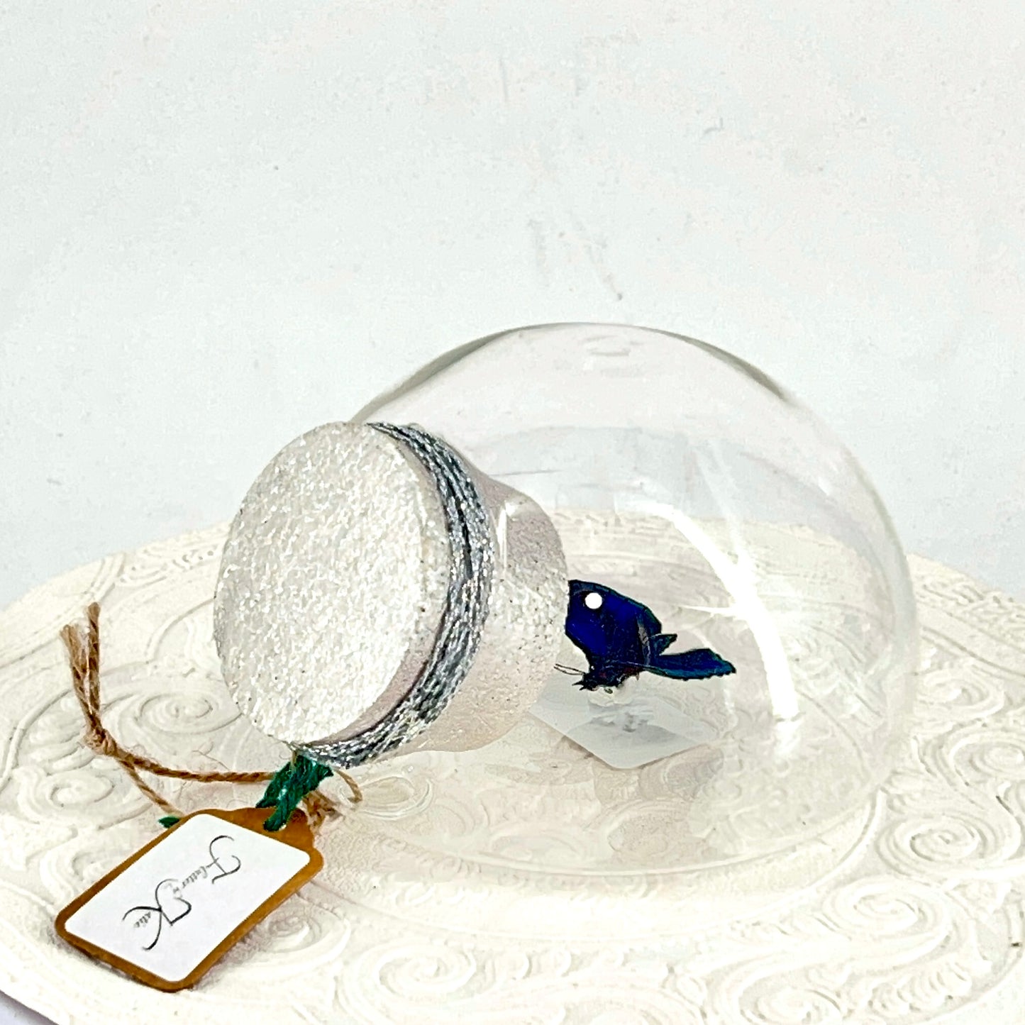 Droplet | Blue Glory Butterfly | Dark Blue Metallic Green | Tabletop or Wall Hanging Display