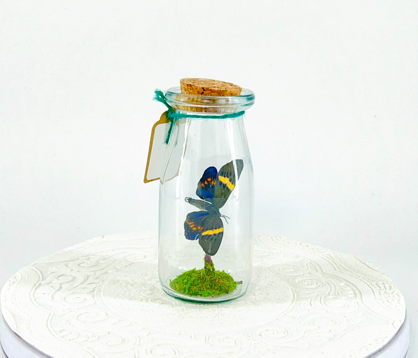 Accent Jar | Day Moth | Green Black Yellow | Tabletop Display
