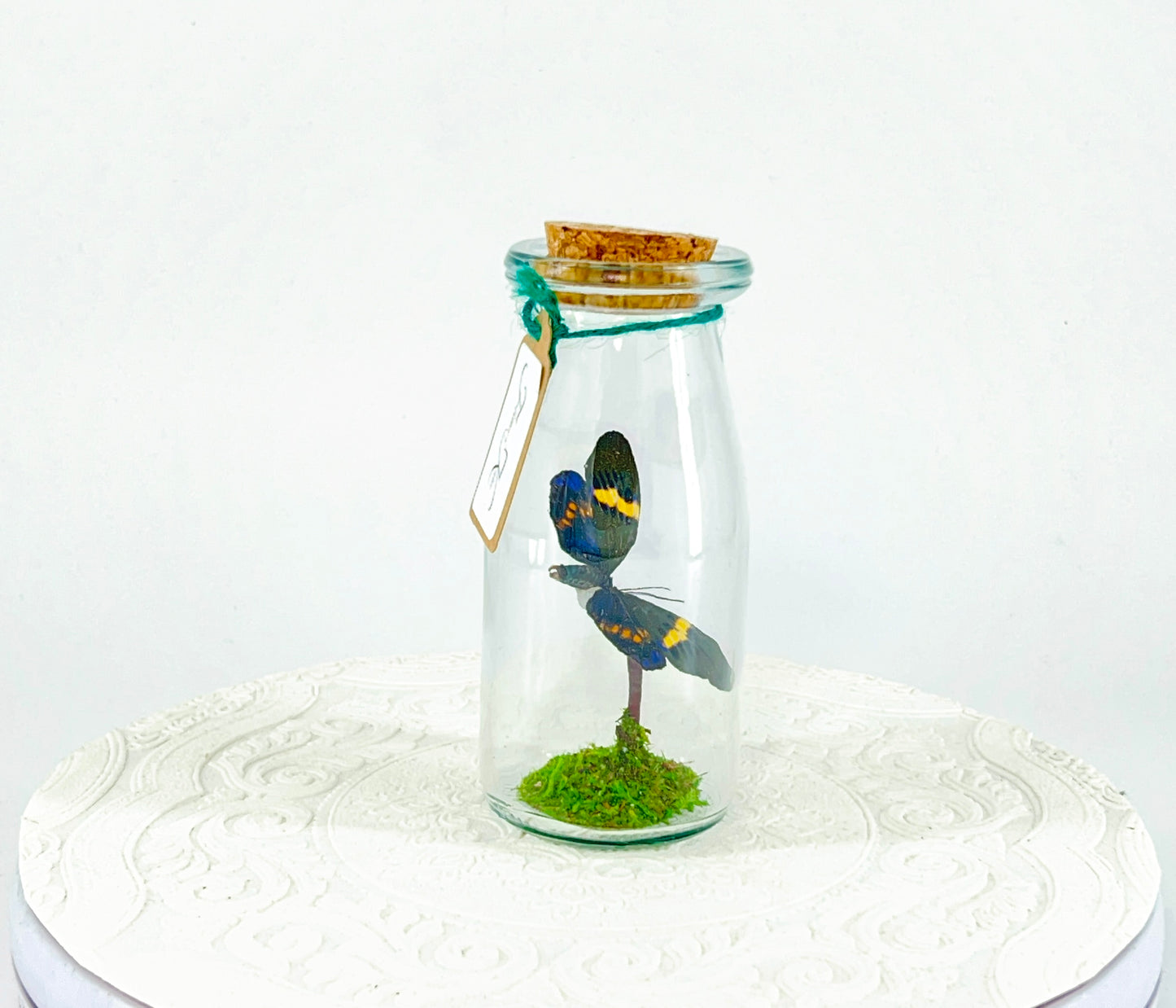 Accent Jar | Day Moth | Green Black Yellow | Tabletop Display