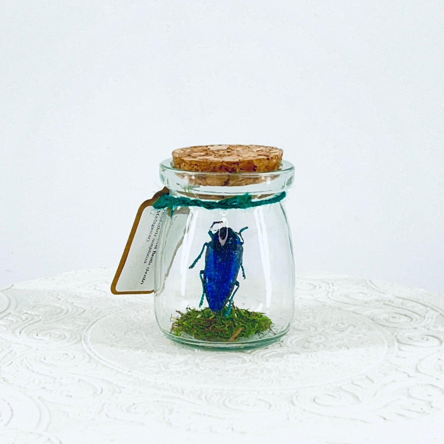 Mini Jar | Malagasy Jewel Bettle | Metallic Blue | Tabletop Display