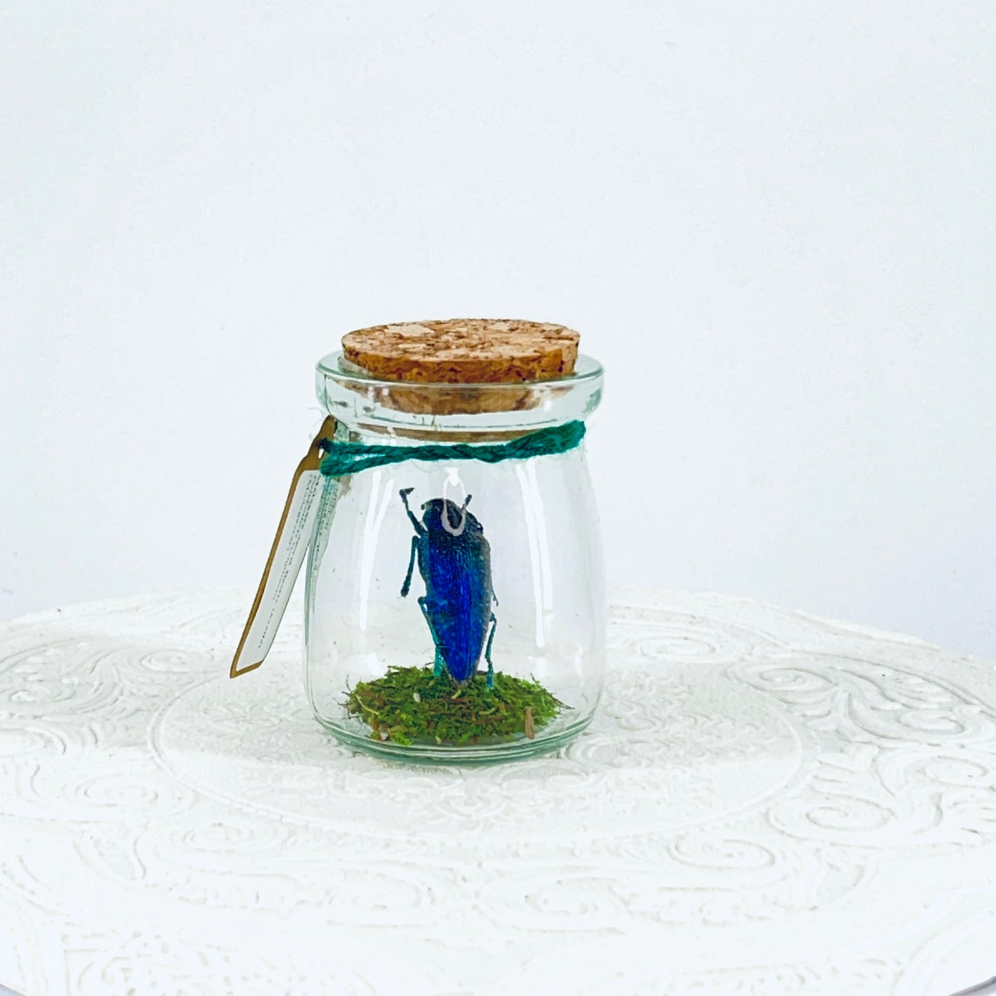 Mini Jar | Malagasy Jewel Bettle | Metallic Blue | Tabletop Display