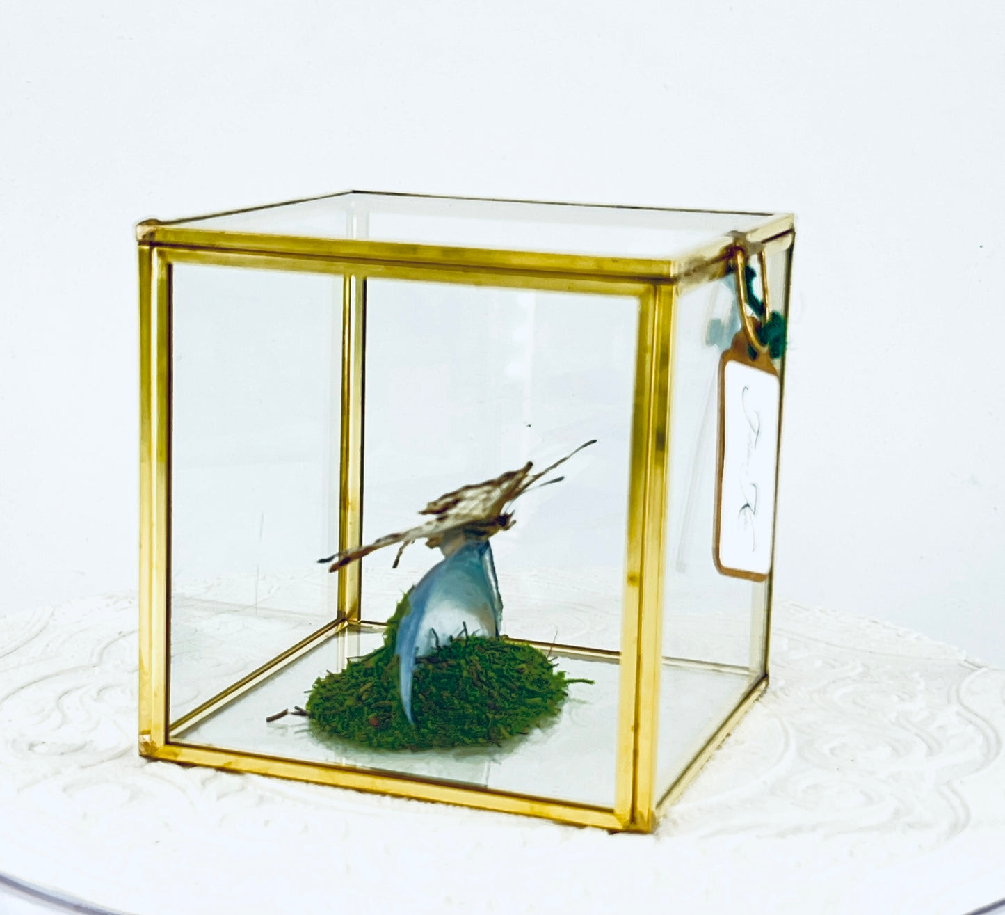 Cube | Asian Map Butterfly | White Brown | Tabletop Display