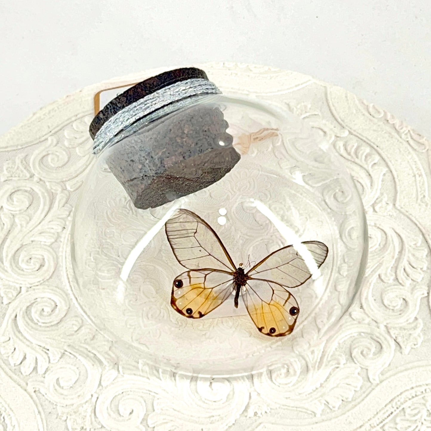 Droplet | Amber Phantom | Glasswing Butterfly | Rusty Orange | Translucent | Tabletop or Wall Hanging Display (Copy)