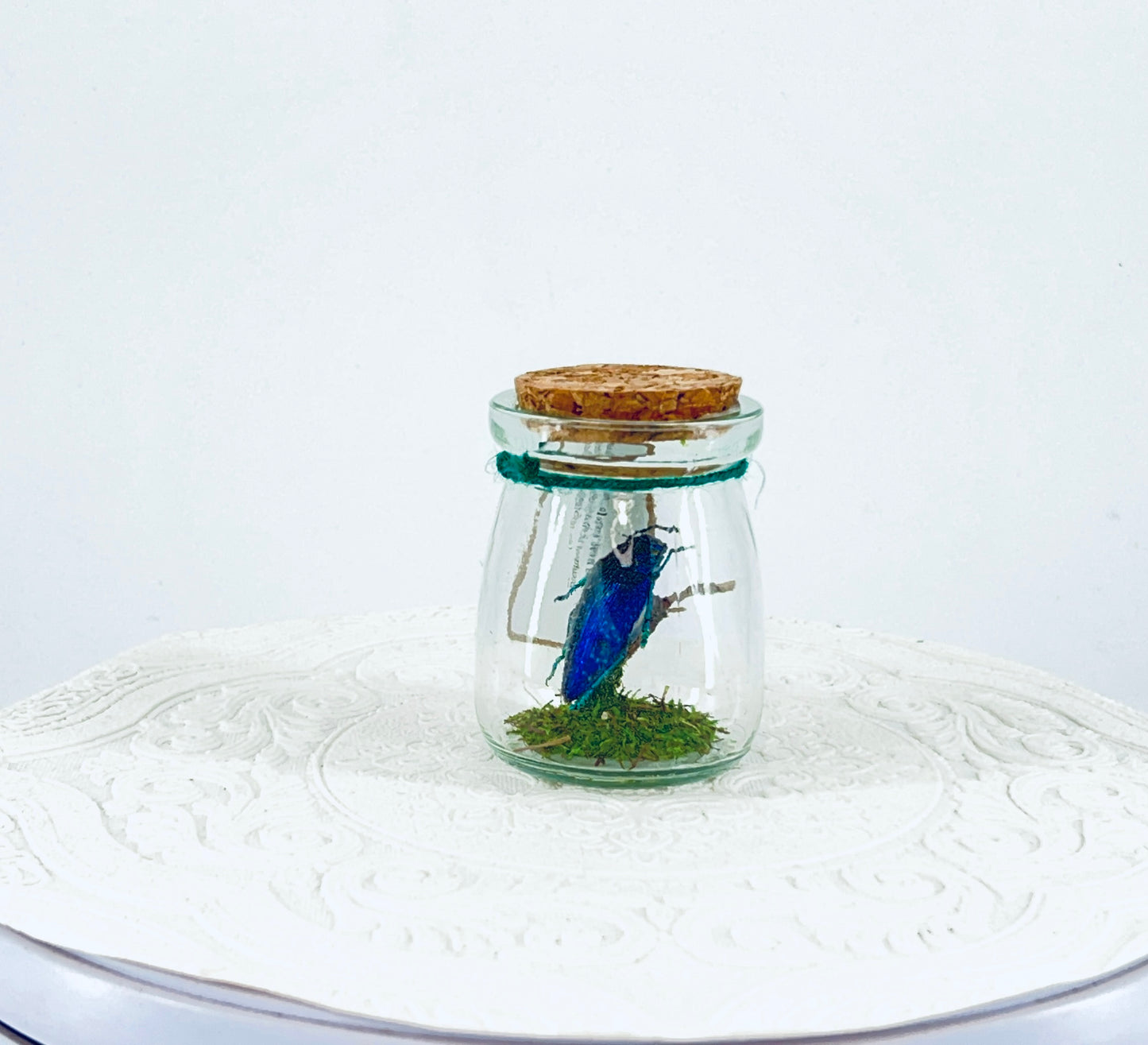 Mini Jar | Malagasy Jewel Bettle | Metallic Blue | Tabletop Display