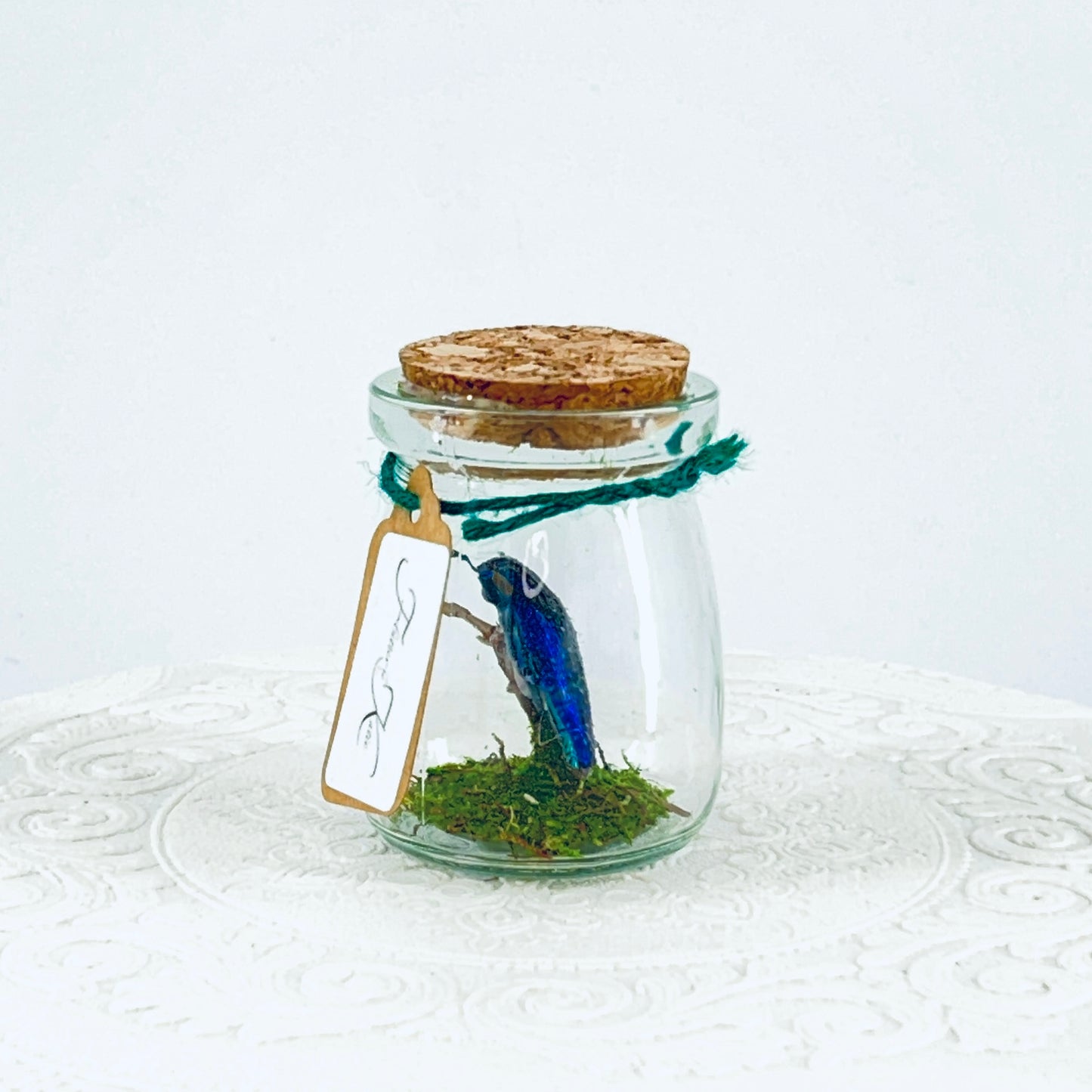 Mini Jar | Malagasy Jewel Bettle | Metallic Blue | Tabletop Display