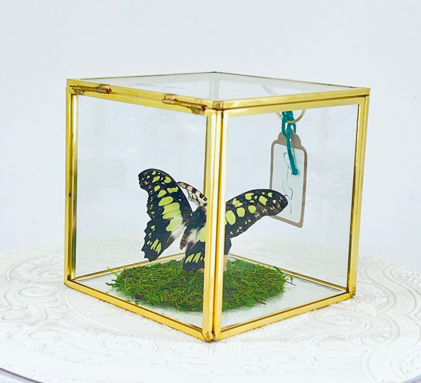 Cube | Electric Green Swallowtail & African Map Butterflies | Green Black White Brown | Tabletop Display