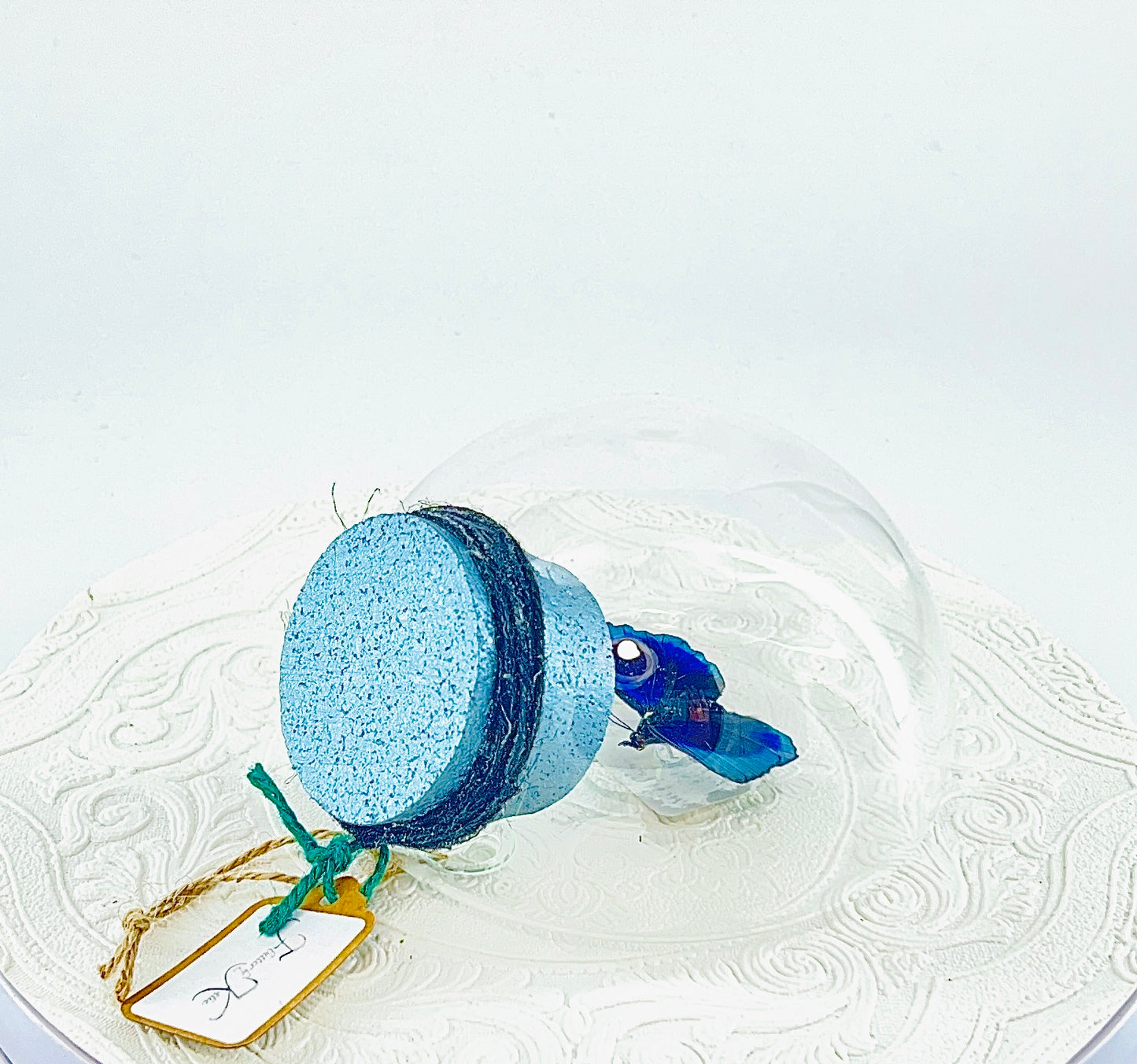 Droplet | Blue Glory Butterfly | Dark Blue Metallic Green | Tabletop or Wall Hanging Display