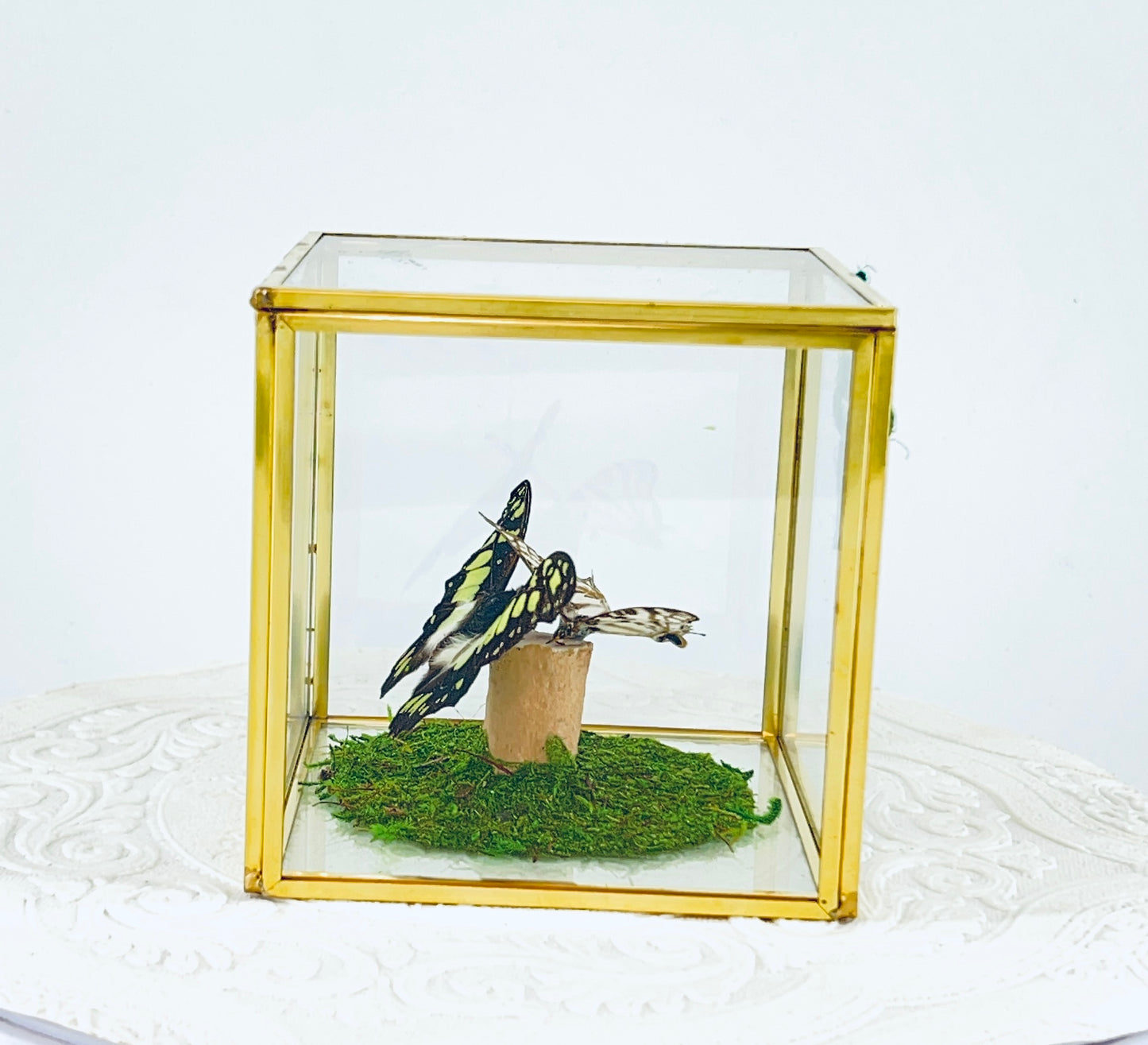 Cube | Electric Green Swallowtail & African Map Butterflies | Green Black White Brown | Tabletop Display