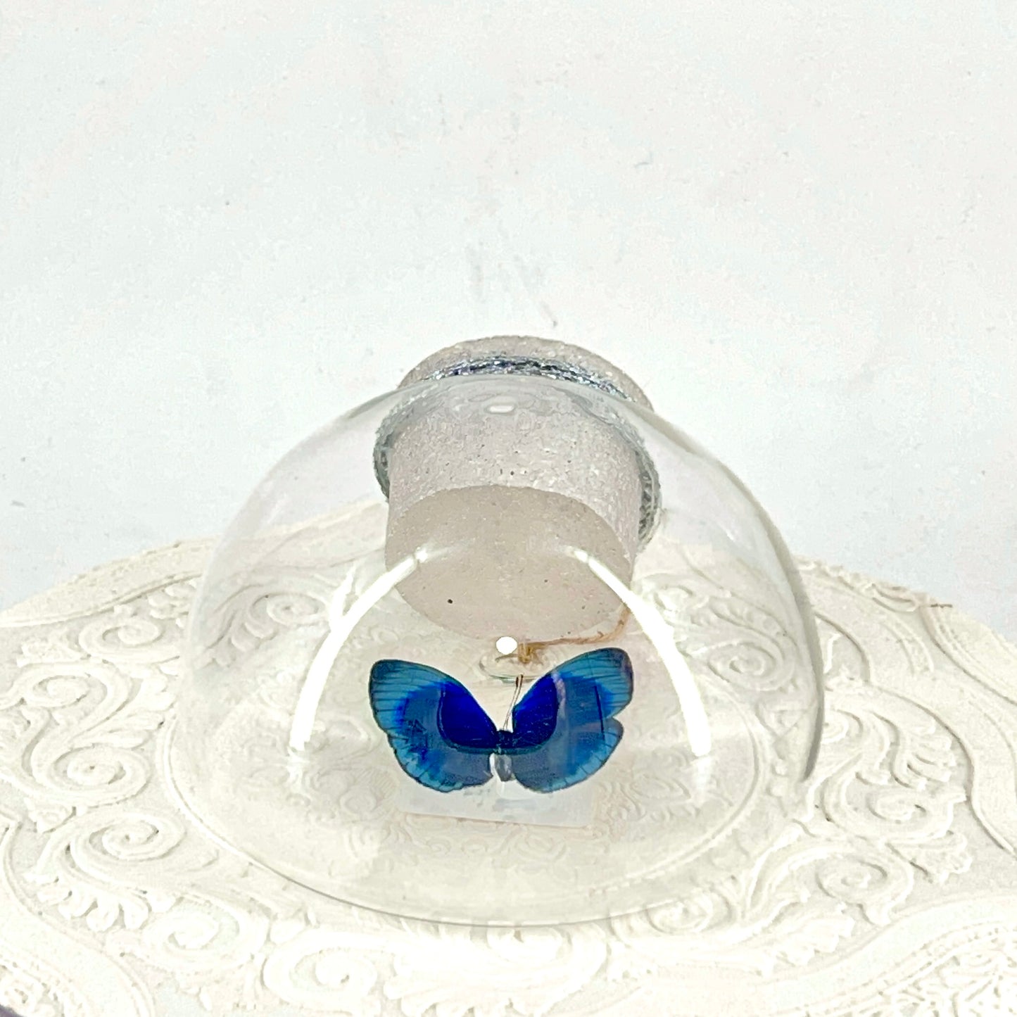 Droplet | Blue Glory Butterfly | Dark Blue Metallic Green | Tabletop or Wall Hanging Display