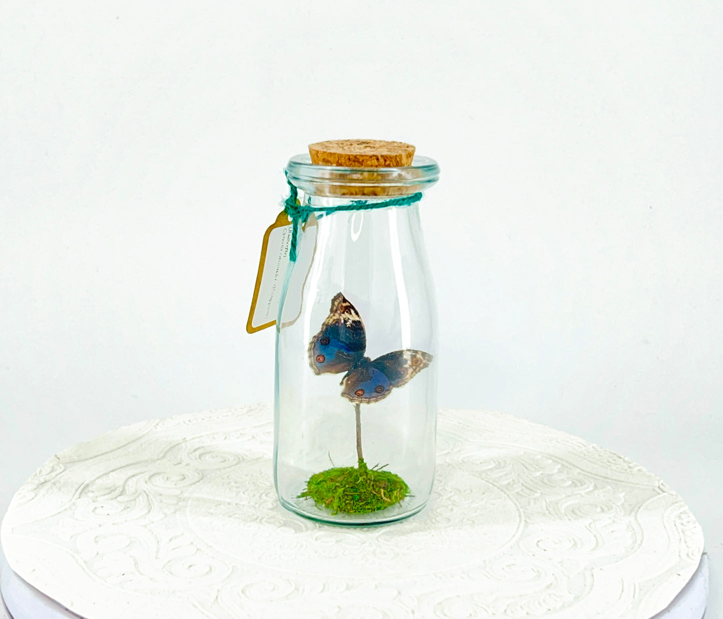 Accent  Jar | Blue Buckeye | Blue White Spotted | Tabletop Display